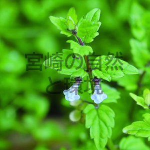 宮崎県のタツナミソウ属の植物