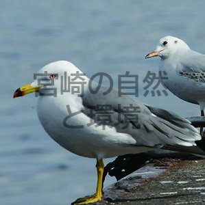 宮崎県に飛来するカモメ科の野鳥