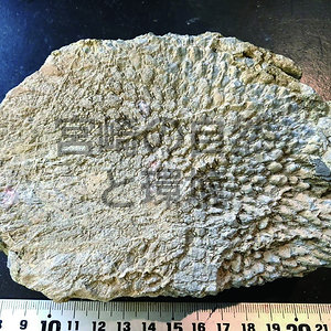 古生代シルル紀のクサリサンゴ化石の大型薄片について