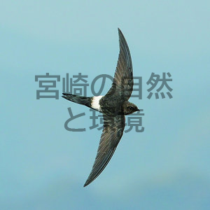 門川町枇榔島で観られる主な野鳥