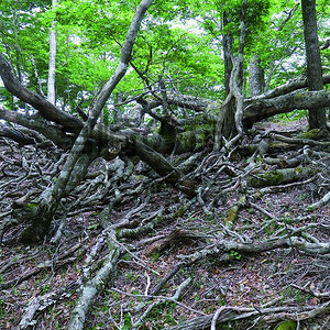 九州における高標高地の森林植生に対するニホンジカ食害の発生史とニホンカモシカへの影響