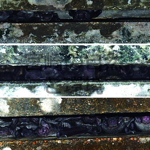 宮崎県の鉄道高架橋でみつかったヒナコウモリ Vespertilio sinensis の哺育集団