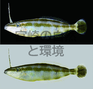 門川湾から得られた標本に基づくハナツノハギの宮崎県からの記録