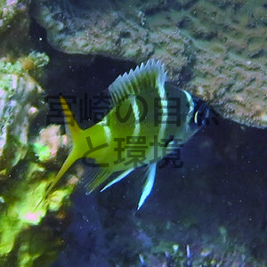 串間市で撮影された水中写真に基づく宮崎県初記録のフエフキダイ科魚類カグツチヨコシマクロダイ